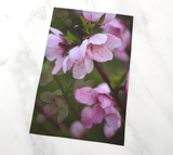 Pink Flowers