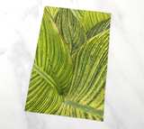 Green Leaves