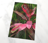 Pink Ti Plant