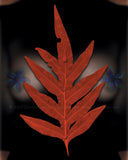 "Female Fern" Limited Edition Archival Print on Aluminum