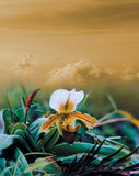 “Heavenly Dew" Limited Edition Archival Print on Aluminum