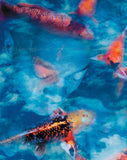 "Koi Pondering" Limited Edition Archival Print on Aluminum