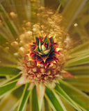"Precious Pineapple" Limited Edition Archival Print on Aluminum