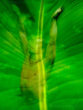 "Spirit Rising" Limited Edition Archival Print on Aluminum