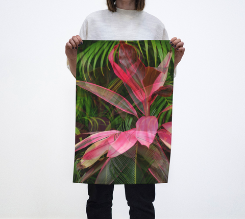 Pink Ti Plant