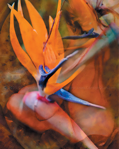 "Birds of Paradise" Limited Edition Archival Print on Aluminum