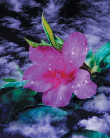 “Blossom" Limited Edition Archival Print on Aluminum