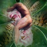 "Chrysalis" Limited Edition Archival Print on Aluminum